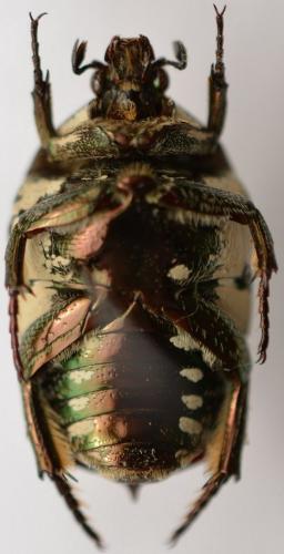 Réf. 267 724 : Protaetia aurichalcea madagassae